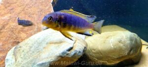 Tropheops tropheops 'Minos Reef' Galerie Tropheops tropheops